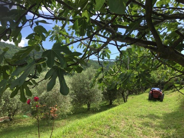Apartment Cimbora, Salara Farmhouse Koper Bagian luar foto